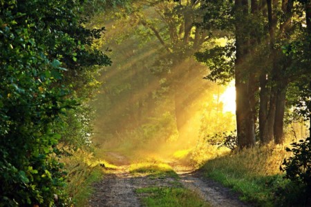 Retreat in Deutschland: Pilgerzeit auf dem Jakobsweb - Sonne fällt bei einer Lichtung in den Wald.